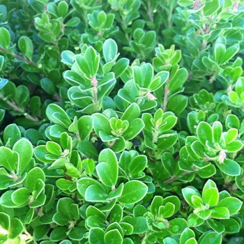 Arctostaphylos uva-uris 'Wood's Compact'