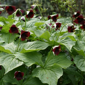 Trillium sulcatum