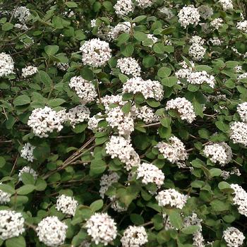 Viburnum carlesii 'Fit 2B Tied' (225706)