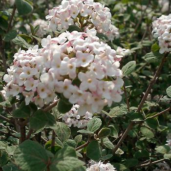 Viburnum carlesii 'Fit 2B Tied' (225707)