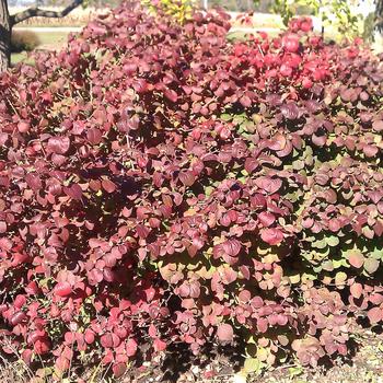 Viburnum carlesii 'Fit 2B Tied' (225709)