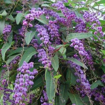 Hardenbergia violacea