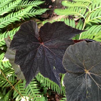 Begonia Lunar Lights™ 'Dark Side of the Moon' (225883)