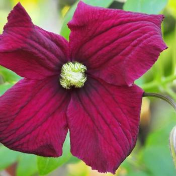 Clematis 'Burning Love™' (225894)