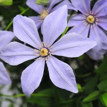 Clematis Sugar-Sweet™ '' (225897)