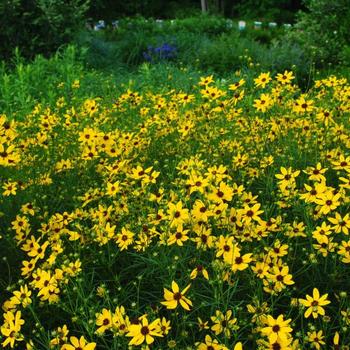 Coreopsis 'Gilded Lace' (225908)