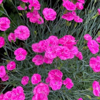 Dianthus gratianopolianus 'Pink Fire' (225913)