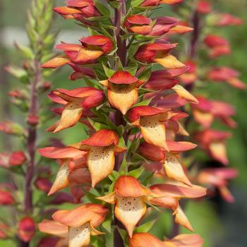 Digitalis x valinii 'Firebird' (225917)