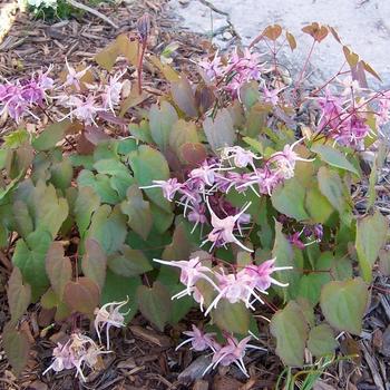 Epimedium 'Purple Pixie' (225925)