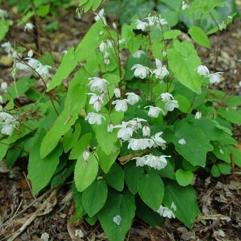 Epimedium 'Alabaster™' (225934)