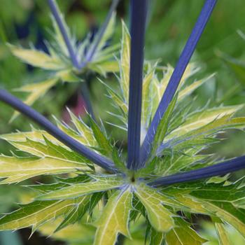 Eryngium x zabelli 'Neptune's Gold' (226198)