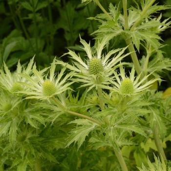 Eryngium x zabelli 'Neptune's Gold' (226199)