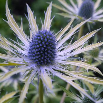 Eryngium x zabelli 'Neptune's Gold' (226200)