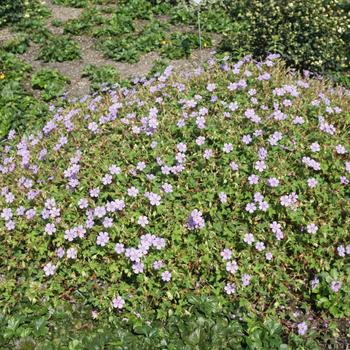 Geranium 'Magical® Joy' (226206)