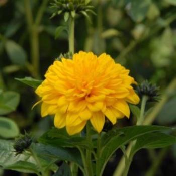 Helianthus x multiflorus 'Sunshine Daydream' (226209)