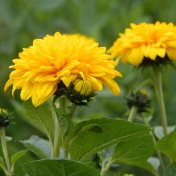 Helianthus x multiflorus 'Sunshine Daydream' (226210)