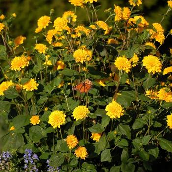 Helianthus x multiflorus 'Sunshine Daydream' (226212)