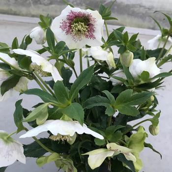 Helleborus orientalis Hygge™ 'Kristoff' (226357)