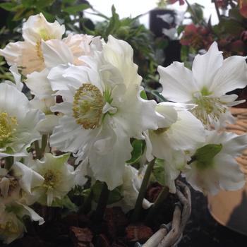 Helleborus niger Winter Magic™ 'Double Fashion' (226364)