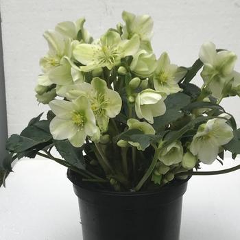 Helleborus niger Winter Magic™ 'Mont Blanc' (226367)