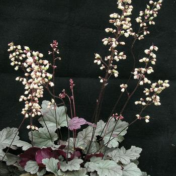 Heuchera 'Stainless Steel' (226373)