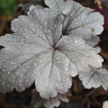 Heuchera 'Stainless Steel' (226375)