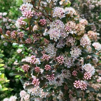 Physocarpus opulifolius 'Sweet Cherry Tea™' (226599)