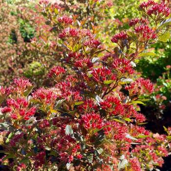 Physocarpus opulifolius 'Sweet Cherry Tea™' (226600)