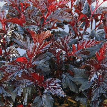 Physocarpus opulifolius 'Black Jack™' (226906)