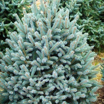 Picea glauca 'Conica Aurea' Golden Alberta Spruce | Garden Center Marketing