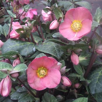 Helleborus Frostkiss® 'Penny's Pink®' (227029)