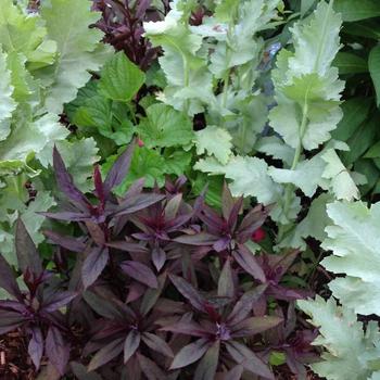 Lobelia cardinalis 'Black Truffle' (227258)