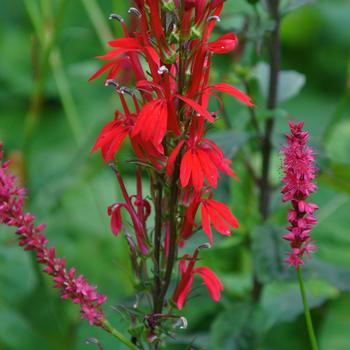 Lobelia cardinalis 'Fried Green Tomatoes' (227263)