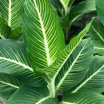 Dieffenbachia seguine 'Sterling' 