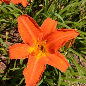 Hemerocallis '' (227642)