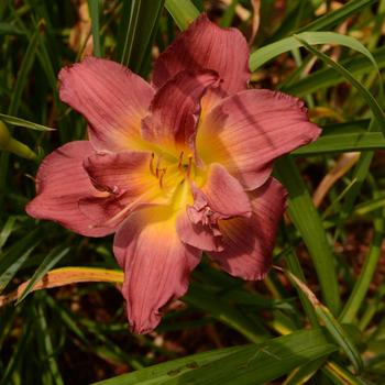 Hemerocallis 'Purple' (227646)