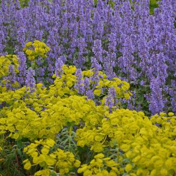 Nepeta grandiflora 'Summer Magic' (228047)