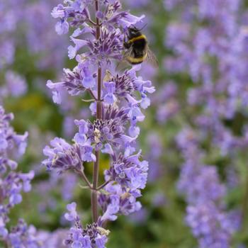 Nepeta grandiflora 'Summer Magic' (228048)