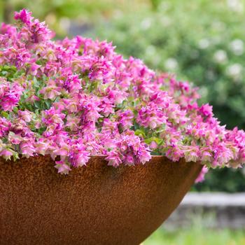 Origanum 'Bellissimo' (228055)