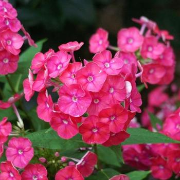 Phlox paniculata 'Party Punch' (228066)