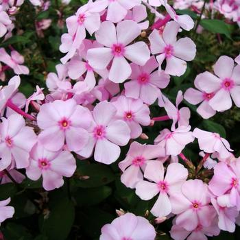 Phlox paniculata 'Thai Pink Jade' (228069)