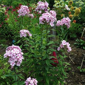 Phlox paniculata 'Thai Pink Jade' (228070)