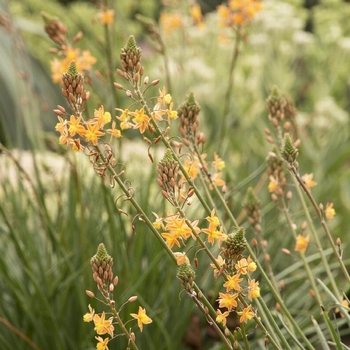 Bulbine frutescens 'Orange' 