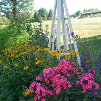 Phlox paniculata Candy Store® 'Coral Créme Drop™' (228154)