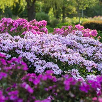 Phlox paniculata Candy Store® 'Cotton Candy' (228157)