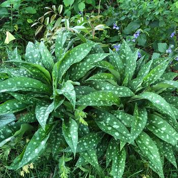 Pulmonaria 'Lisa Marie' (228164)