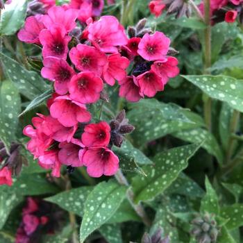 Pulmonaria 'Lisa Marie' (228166)