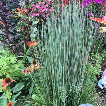 Schizachyrium scoparium 'Prairie Munchkin' (228167)