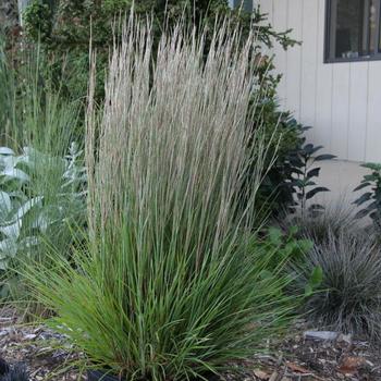 Schizachyrium scoparium 'Prairie Munchkin' (228169)