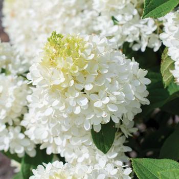 Hydrangea paniculata 'Sweet Starlight™' (228200)